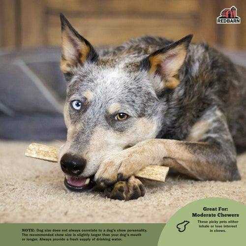 Moose Antler Dog Chew B68688